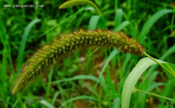 巨大狗尾草