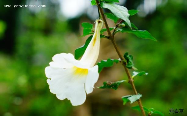 白花山牵牛