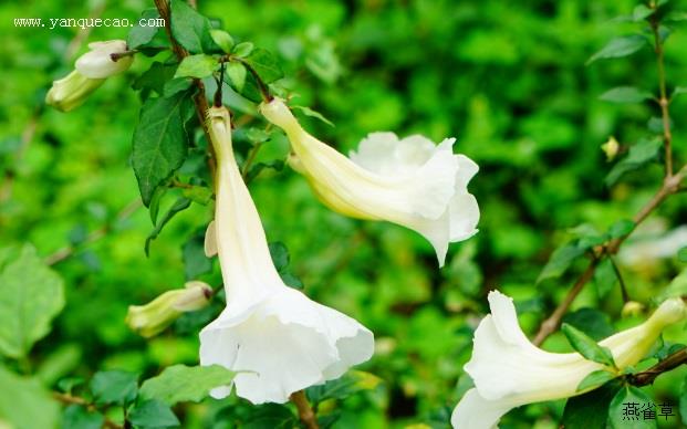 白花山牵牛