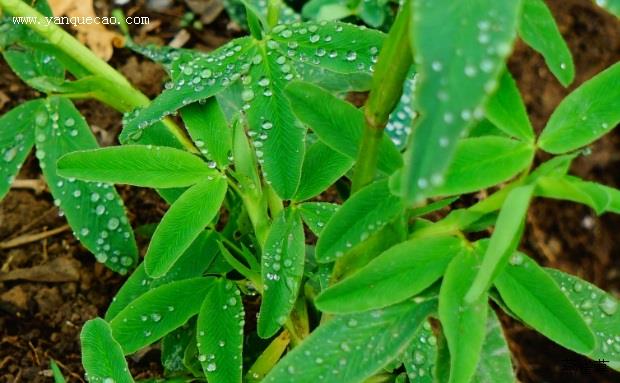 狐尾车轴草