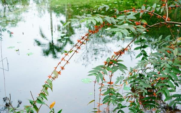 虾子花