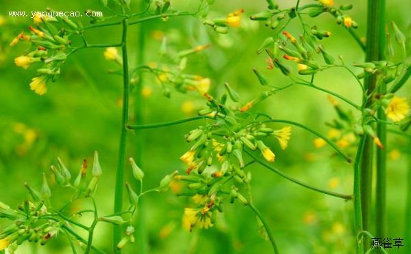 黄鹌菜