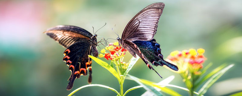 蛾类和蝶类有什么区别 蛾类和蝶类的区别