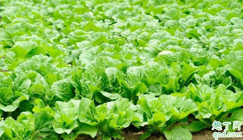 今年白菜会涨价吗2019 刚下完雨可以直接种白菜吗1