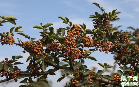 花椒树摘心应几月最佳 花椒树不旺盛是怎么回事1