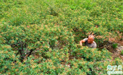 花椒树摘心应几月最佳 花椒树不旺盛是怎么回事3