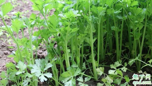 芹菜苗烂心烂根是什幺病 芹菜苗烂心怎么治1