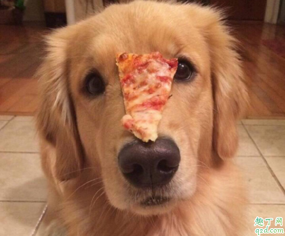 金毛两个月可以喂零食吗 金毛犬禁忌吃什么2