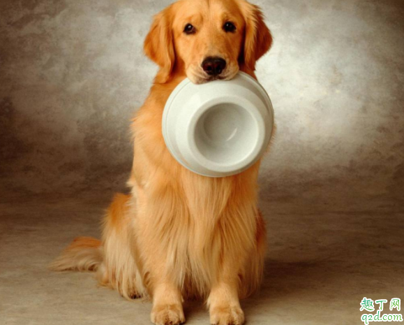 金毛两个月可以喂零食吗 金毛犬禁忌吃什么5