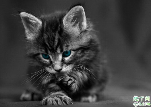 猫藓喷药后皮肤变黑正常么 猫咪长猫藓的皮肤为什么是黑色的1