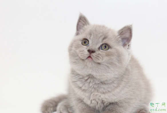 猫咪伤口流血怎么处理 猫咪老是抓伤口怎么办2
