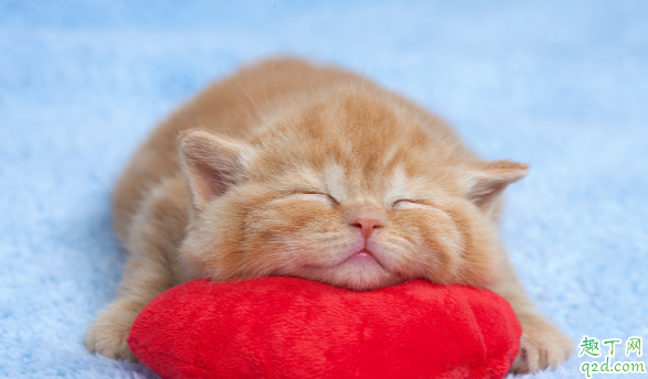 猫咪伤口流血怎么处理 猫咪老是抓伤口怎么办1