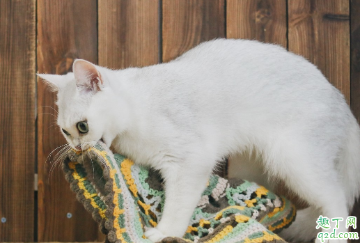 猫咪要定期驱虫吗 猫咪一般怎么驱虫2