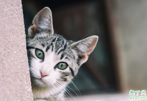 猫咪要定期驱虫吗 猫咪一般怎么驱虫3