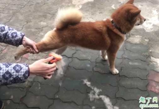 狗狗毛打结梳不开怎么办 金毛毛发打结是什么原因3