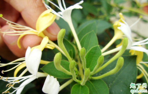 金银花泡澡能帮宝宝去湿疹吗 金银花治湿疹咋煮水好2