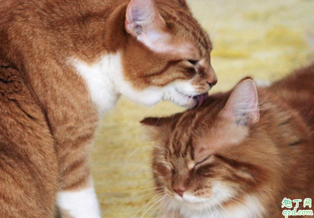 猫咪经常舔毛是什么情况 猫咪之间相互舔是什么意思5