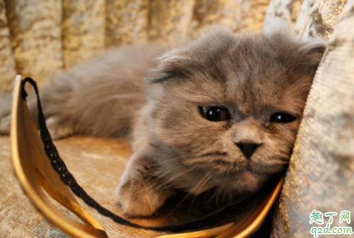 猫咪临死前有什么征兆 猫的寿命一般多长1