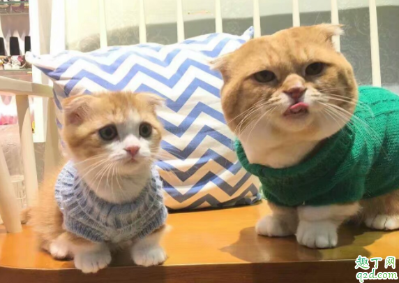 猫为什么叼小猫挪窝 小猫出生多久可以碰2