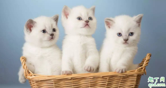 猫为什么叼小猫挪窝 小猫出生多久可以碰3