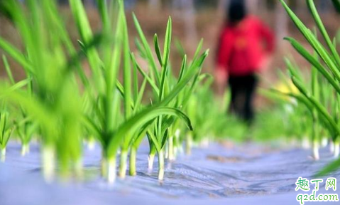 大蒜种植是先扣薄膜还是先浇水 种大蒜不盖地膜行吗1