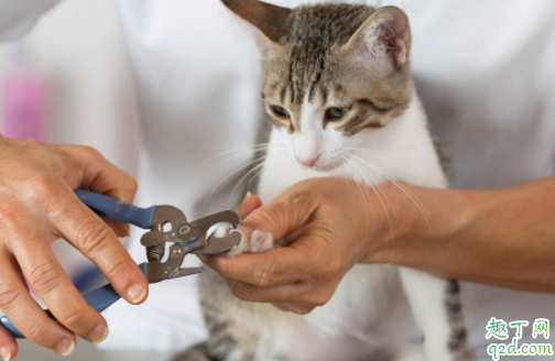 为什么猫咪经常揣着手 猫咪抗拒剪指甲怎么办3
