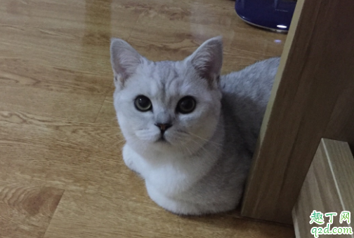 为什么猫咪经常揣着手 猫咪抗拒剪指甲怎么办2