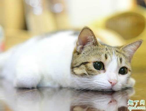 为什么猫咪经常揣着手 猫咪抗拒剪指甲怎么办5