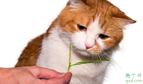 猫薄荷多久起效果 小猫吃猫薄荷有害吗1