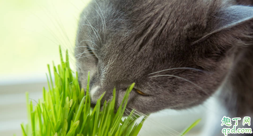 猫薄荷多久起效果 小猫吃猫薄荷有害吗2