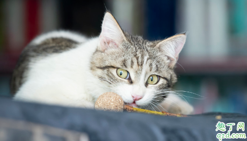 猫薄荷多久起效果 小猫吃猫薄荷有害吗3