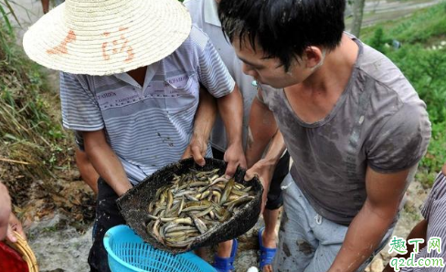 泥鳅对水稻的生长有什么好处 泥鳅影响水稻生长吗3