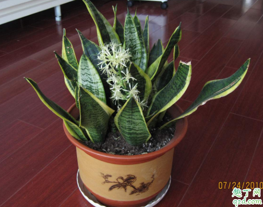 怎么让虎皮兰开花 虎皮兰花期多长时间3