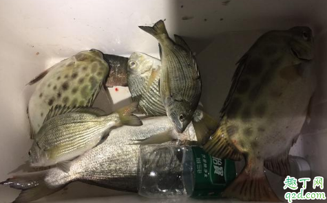 海岸边浪大怎么钓鱼 海钓能用的自然饵料有哪些3