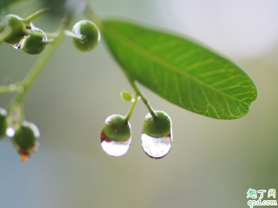 2020年哪天是雨水节气 2020的节气对应的日期2