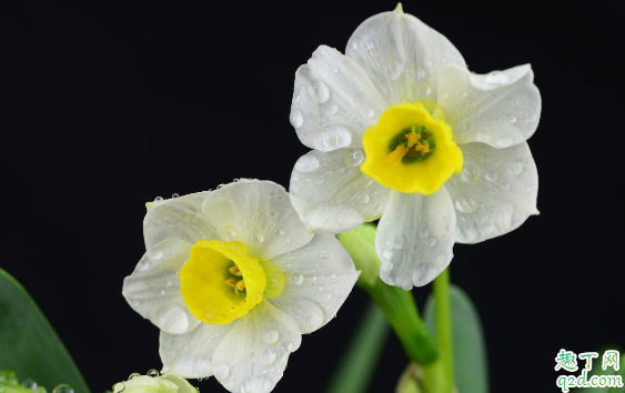 水仙怎么种才能早开花 种植水仙花需要注意什么3