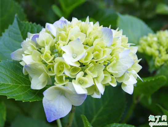 花苞期的绣球花能不能修剪 绣球花开完花如何修剪1