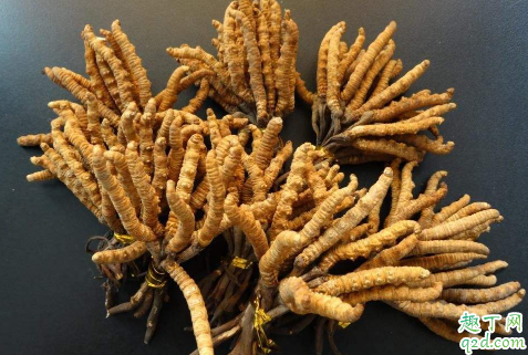 虫草功效作用真的大吗 常吃冬虫夏草会不会砷中毒1