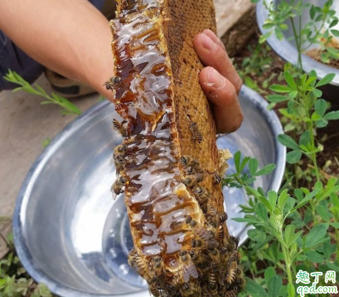 土蜂蜜和意蜂蜜哪儿不一样 中蜂蜜和意蜂蜜哪个好4