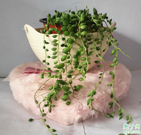 珍珠吊兰好养活吗 珍珠吊兰怎样养才能爆盆2