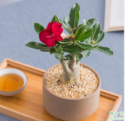 ​沙漠玫瑰老是烂根是咋回事 沙漠玫瑰烂根怎么办2