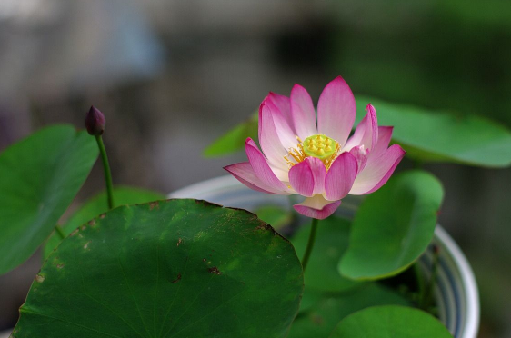 碗莲不开花是什么原因 碗莲怎么样种才会开花1