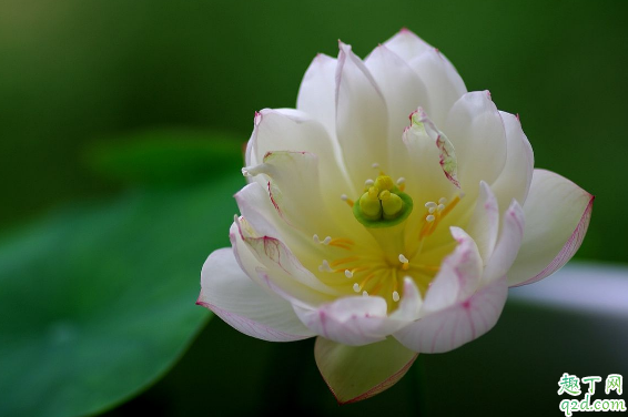 碗莲不开花是什么原因 碗莲怎么样种才会开花3