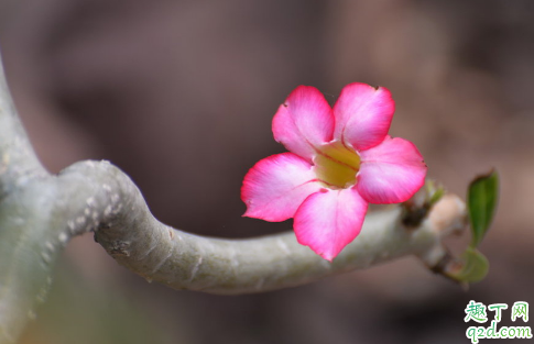  沙漠玫瑰花苞变干是为什么 沙漠玫瑰怎样预防花苞变干1