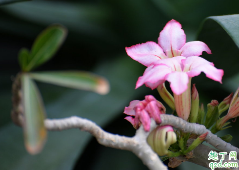  沙漠玫瑰花苞变干是为什么 沙漠玫瑰怎样预防花苞变干2