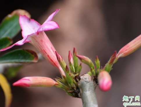  沙漠玫瑰花苞变干是为什么 沙漠玫瑰怎样预防花苞变干3