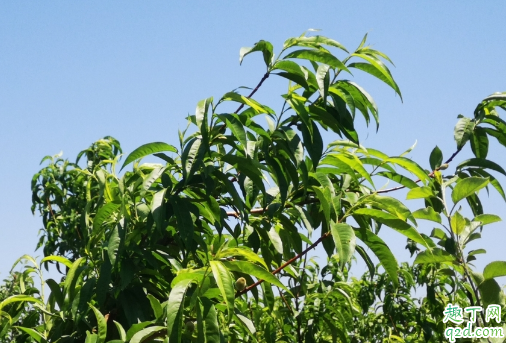 为啥桃树不能重茬 种桃树哪些是要注意的3