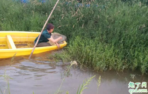 喂小龙虾苗是生豆浆还是熟豆浆 喂小龙虾苗的豆浆不煮可以吗3