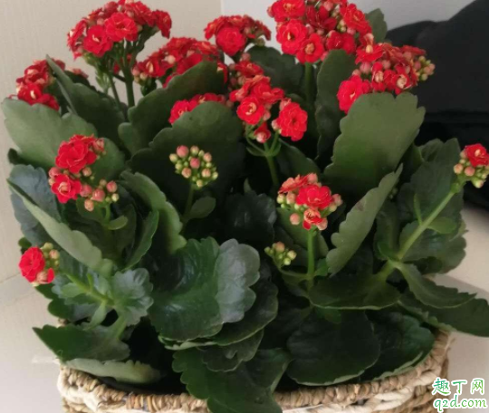 长寿花11月打顶影响开花吗 长寿花叶片变干怎么办2