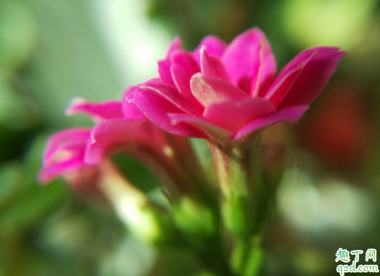 长寿花11月打顶影响开花吗 长寿花叶片变干怎么办3